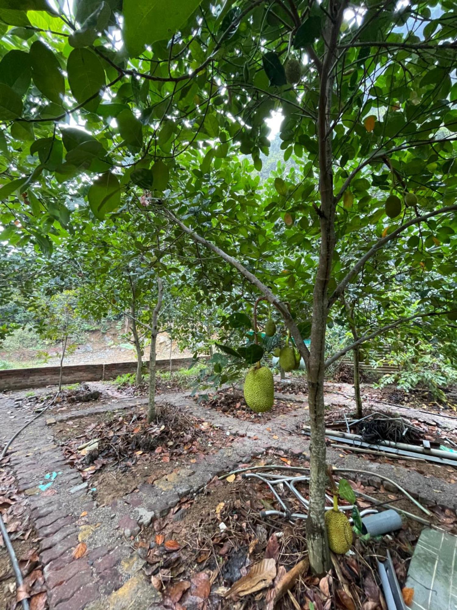 Cat Ba Countryside Homestay Dong Khe Sau Εξωτερικό φωτογραφία